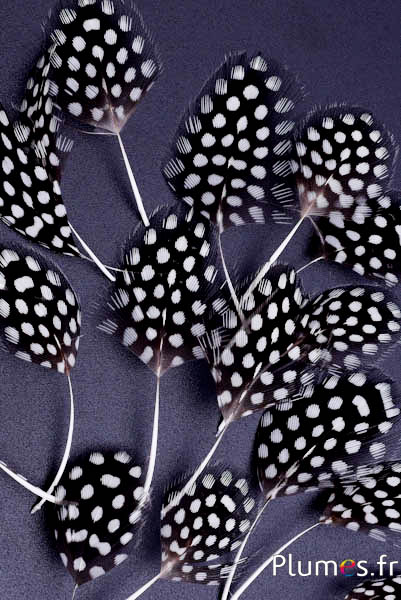 Petali in piume - 5-8 cm x 2-3 cm - naturale